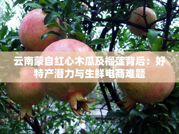 云南蒙自红心木瓜及榴莲背后：好特产潜力与生鲜电商难题