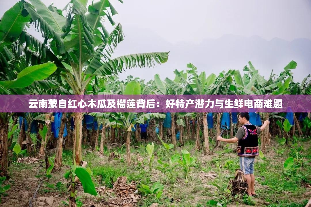 云南蒙自红心木瓜及榴莲背后：好特产潜力与生鲜电商难题