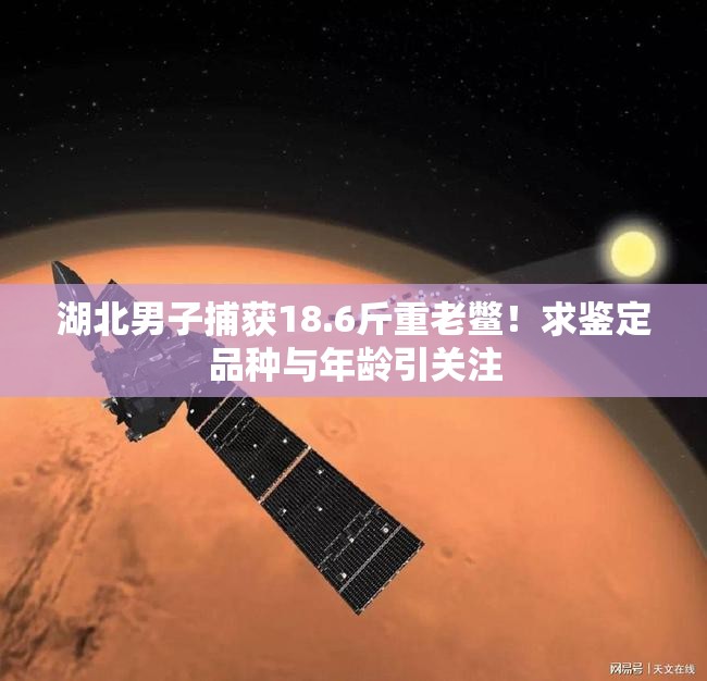 湖北男子捕获18.6斤重老鳖！求鉴定品种与年龄引关注
