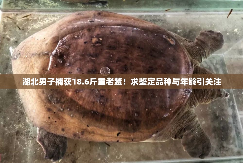 湖北男子捕获18.6斤重老鳖！求鉴定品种与年龄引关注