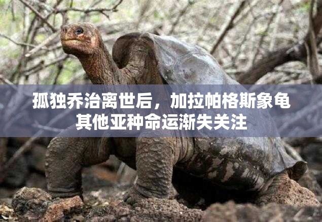 孤独乔治离世后，加拉帕格斯象龟其他亚种命运渐失关注