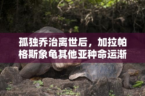 孤独乔治离世后，加拉帕格斯象龟其他亚种命运渐失关注