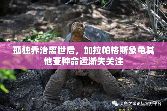 孤独乔治离世后，加拉帕格斯象龟其他亚种命运渐失关注