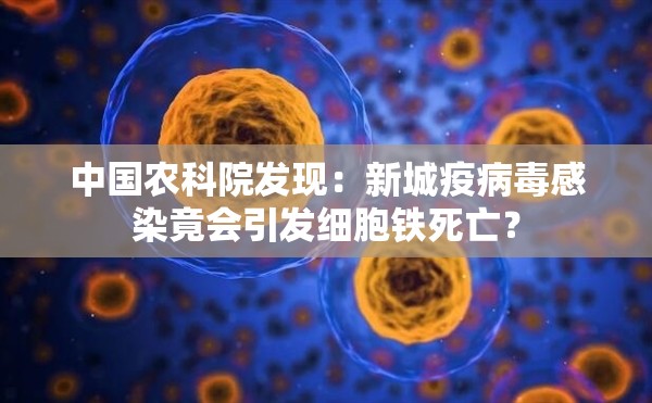 中国农科院发现：新城疫病毒感染竟会引发细胞铁死亡？